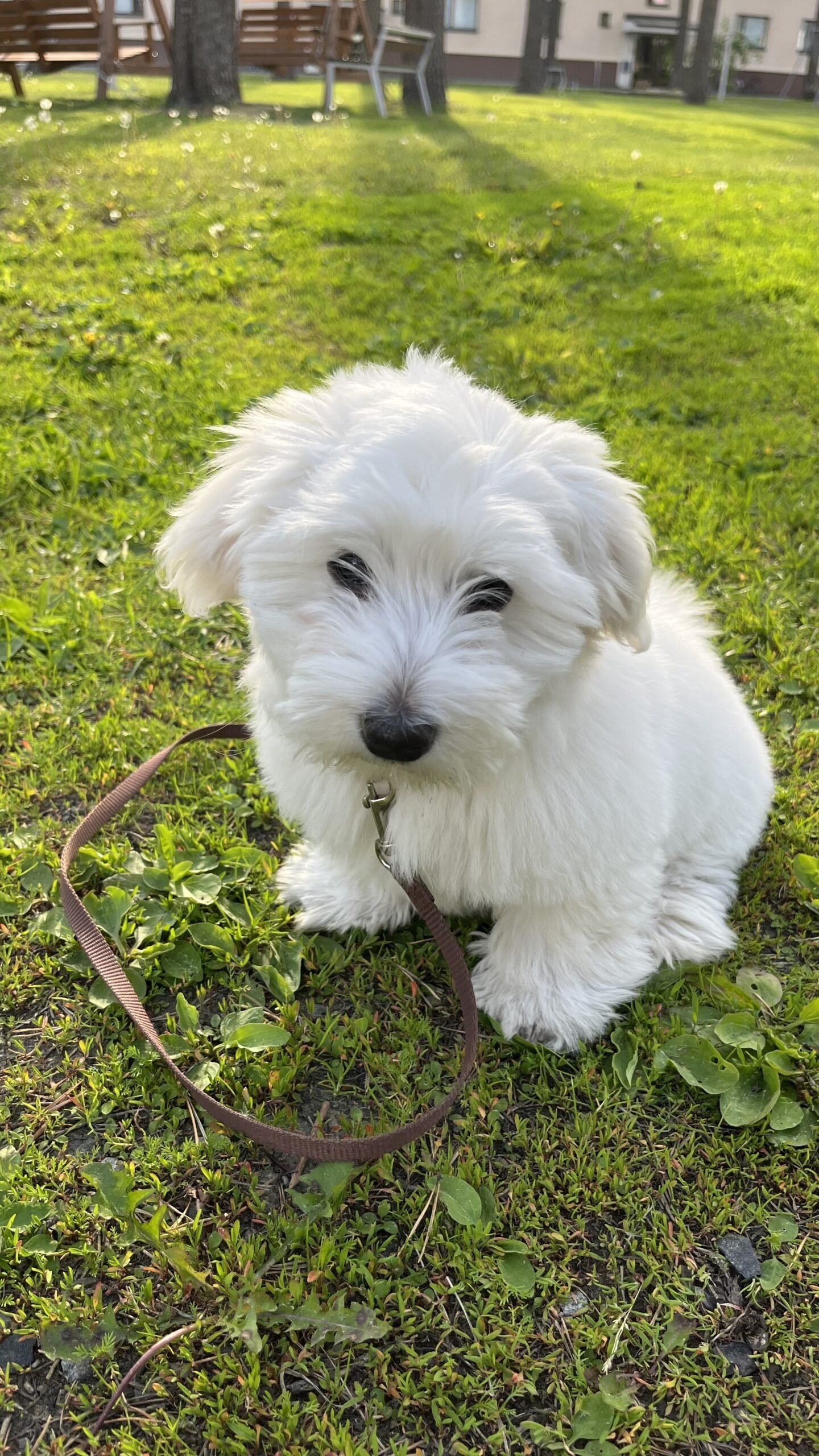 Coton de Tulear koira Mauno – Idelle Beauty Joensuu